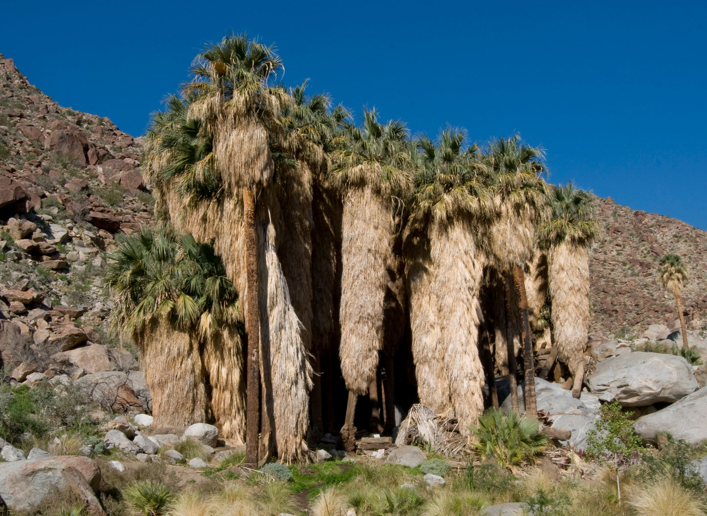 California Fan Palm 100 Seeds Washingtonia filifera