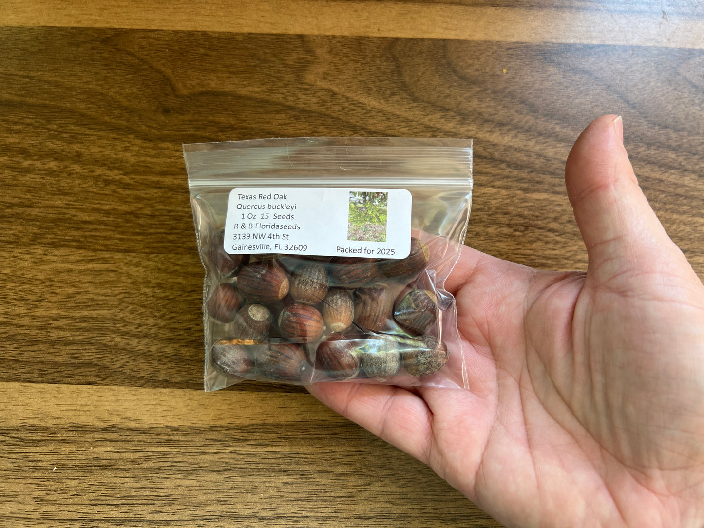 Texas Red Oak 5 Seeds Buckley’s Oak Quercus buckleyi
