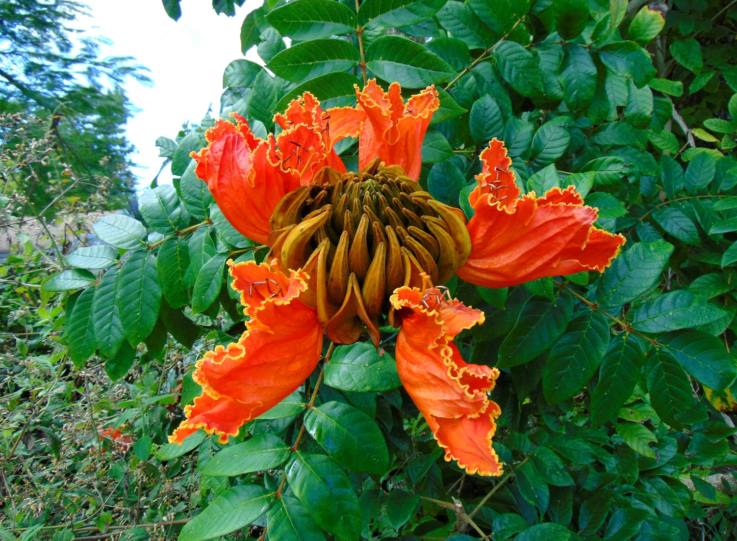 African Tulip Tree Spathodea campanulata 100 Seeds  USA Company