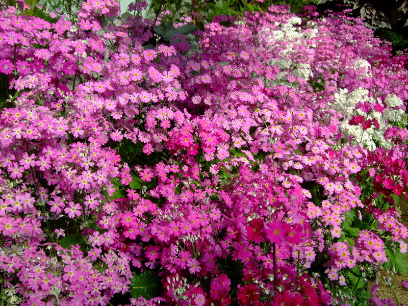 Pink Primrose 100 Seeds Primula malacoides