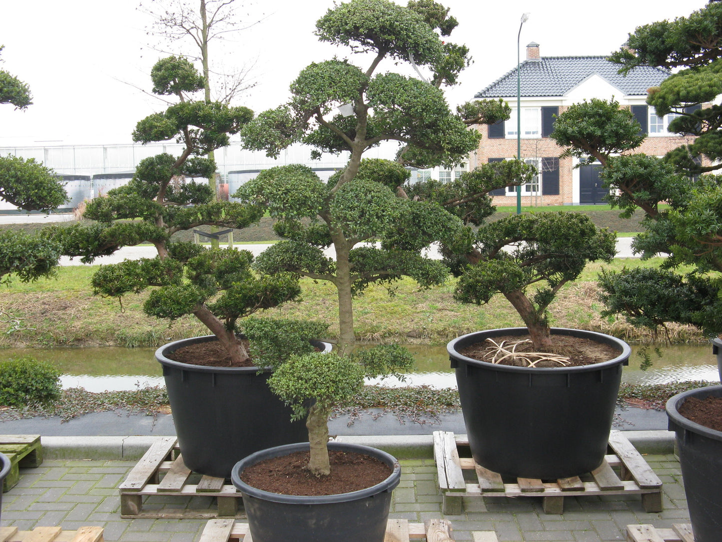 Japanese Holly Ilex crenata 20 Seeds