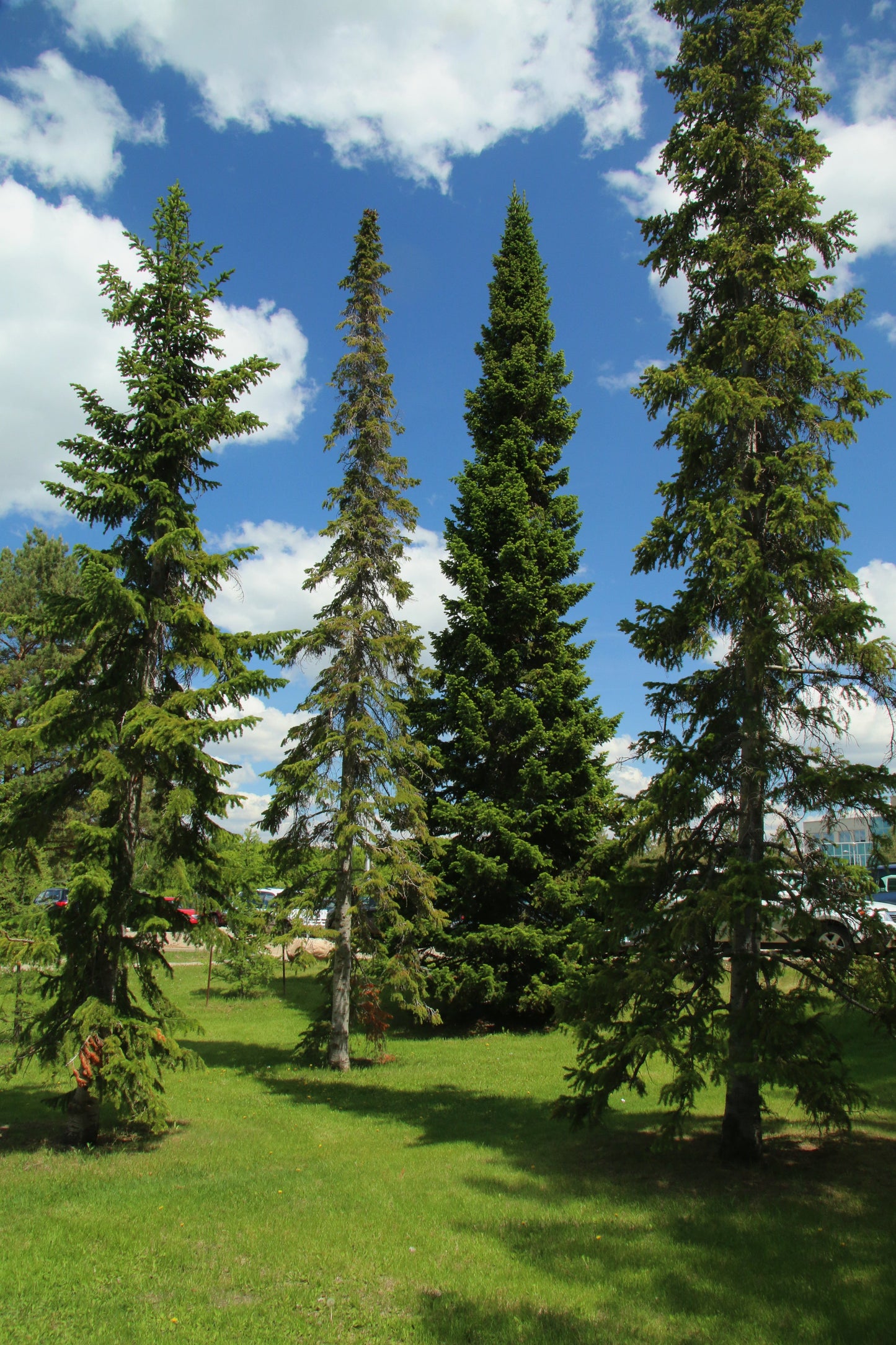 Balsam Fir Abies balsamea 10 Seeds  USA Company