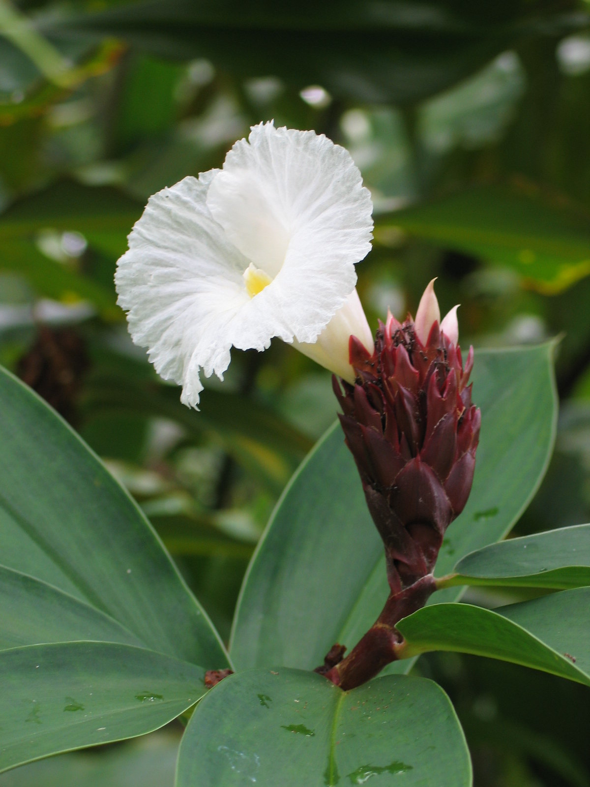 Crepe ginger 5 Seeds Costus speciosus – R&B Floridaseeds