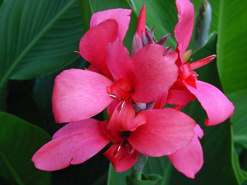 Pink Canna Canna x generalis 10 Seeds USA Company – R&B Floridaseeds