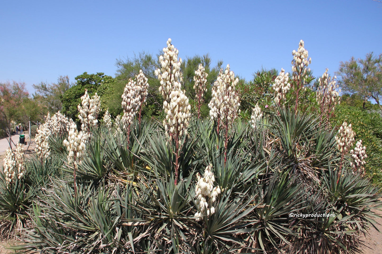 Adam's Needle Yucca filamentosa 200 Seeds  USA Company