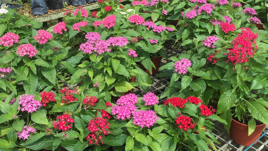 Pentas Mix Star Flower Pentas lanceolata 25 Seeds
