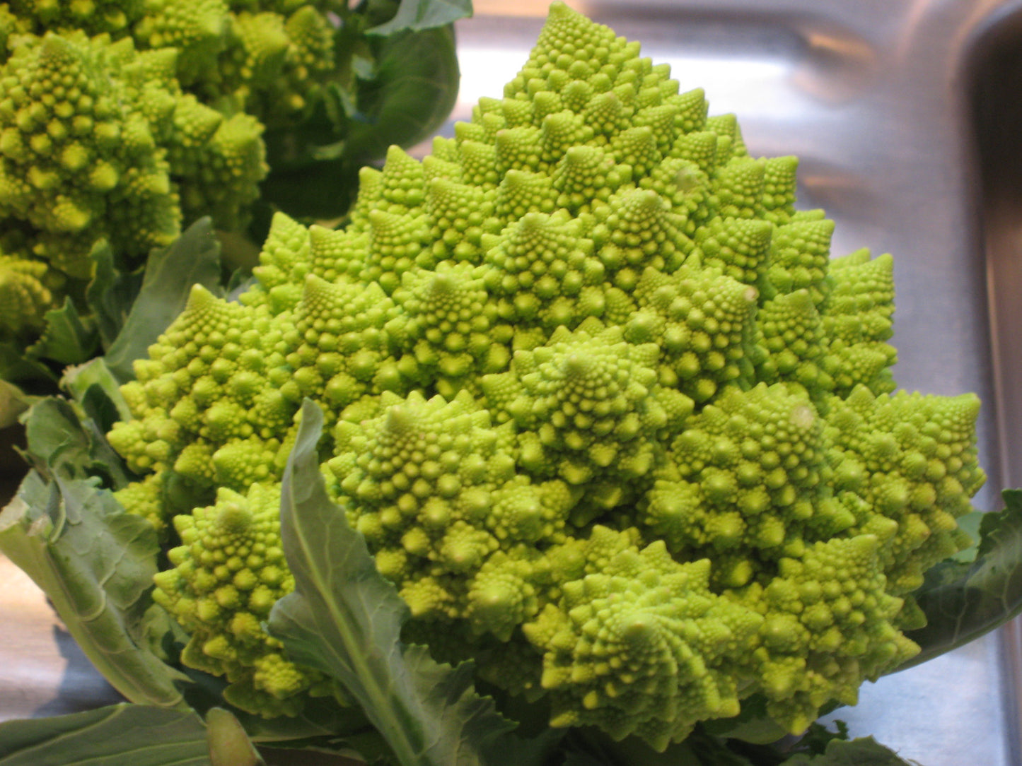 Romanesco Broccoli Brassica oleracea 500 Seeds  USA Company