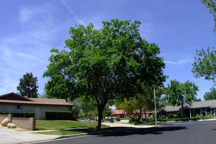 Carolina Laurelcherry 10 Seeds Prunus caroliniana
