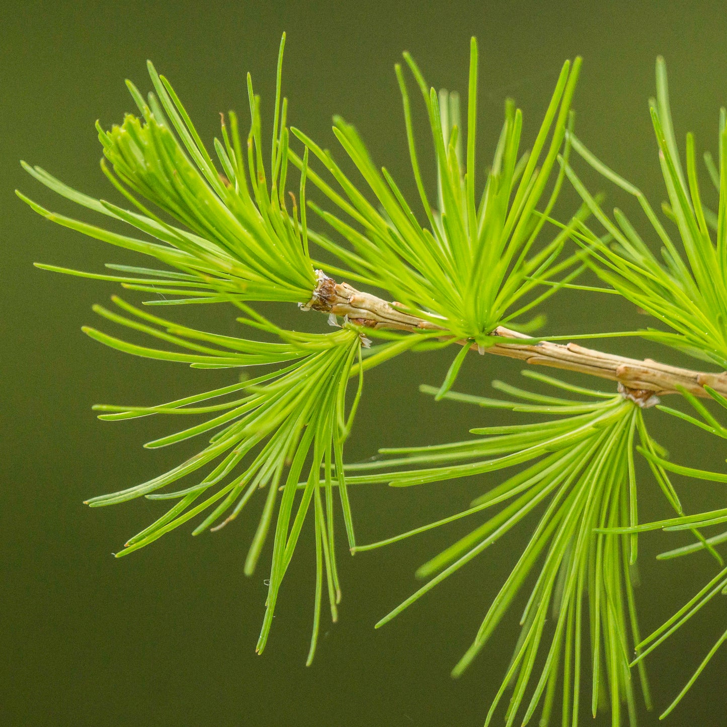 European Larch Larix decidua 100 Seeds  USA Company