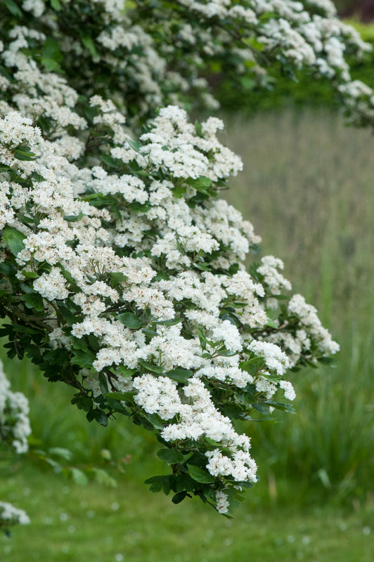 Mayflower  Midland Hawthorn  Crataegus laevigata  50 Seeds  USA Company