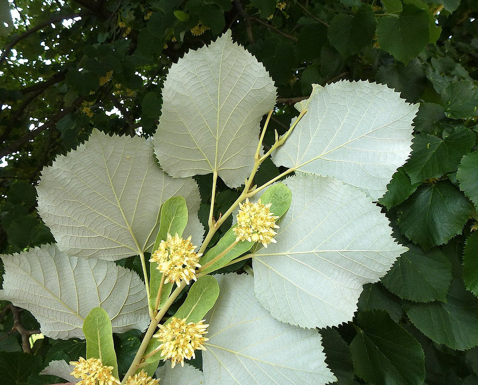 linden flower seeds Silver Linden 100 Seeds Tilia tomentosa – R&B Floridaseeds