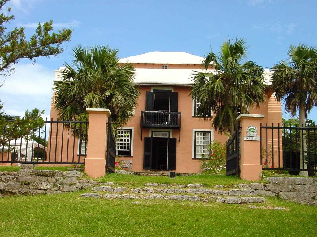 Bermuda Palmetto 10 Seeds Sabal bermudana