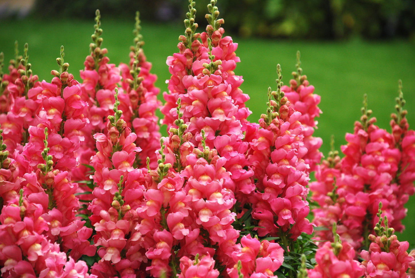 Snapdragon Mix 100 Seeds Antirrhinum majus