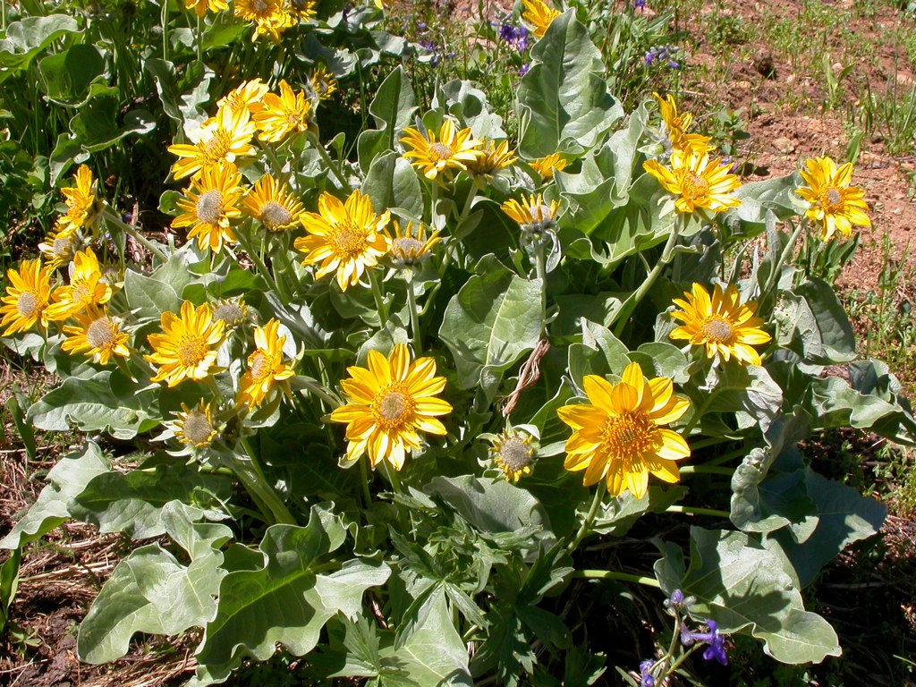 Arrowleaf Balsamroot Balsamorhiza sagittata 100 Seeds  USA Company