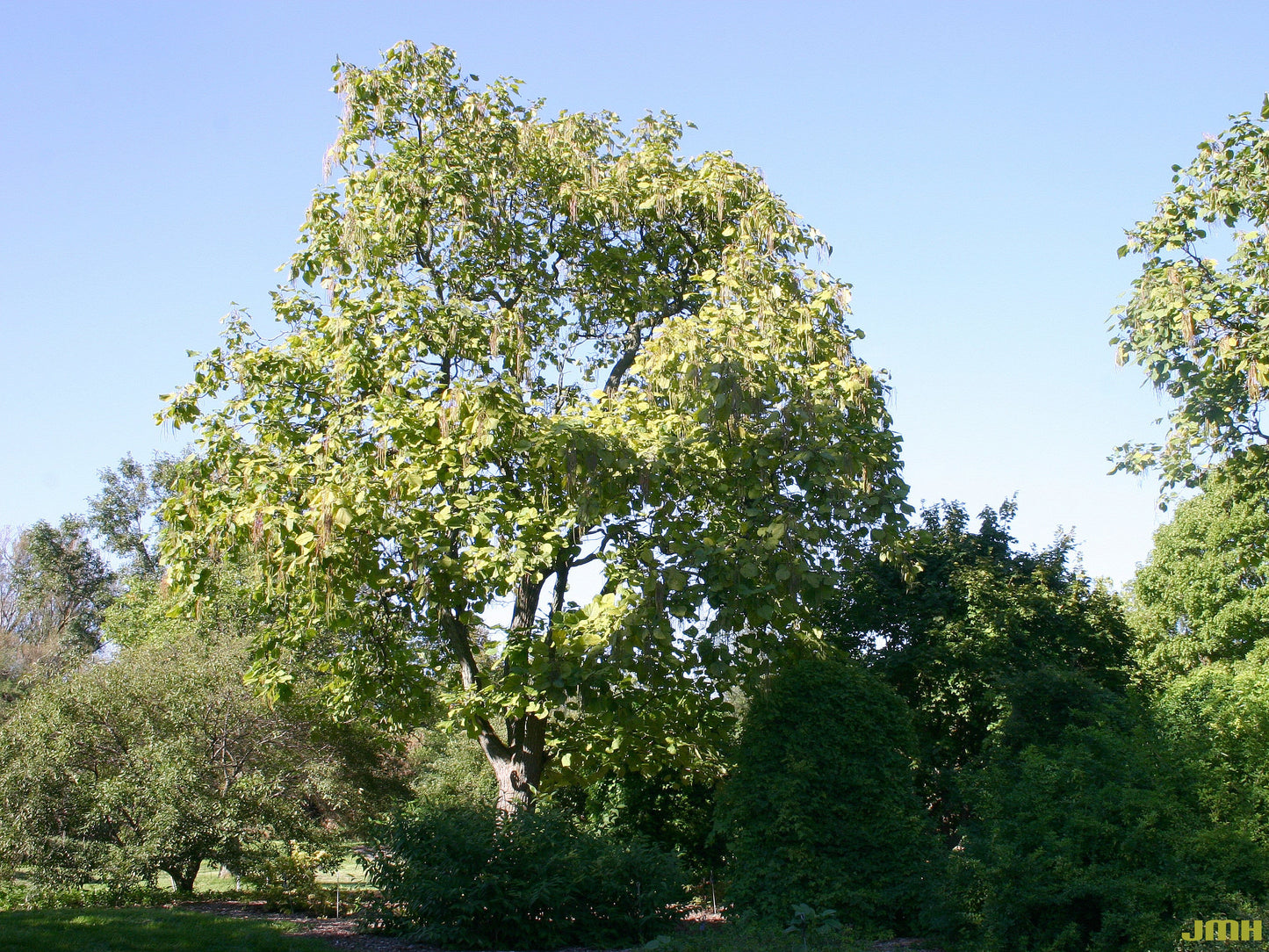 Yellow Catalpa  Catalpa ovata  100 Seeds  USA Company