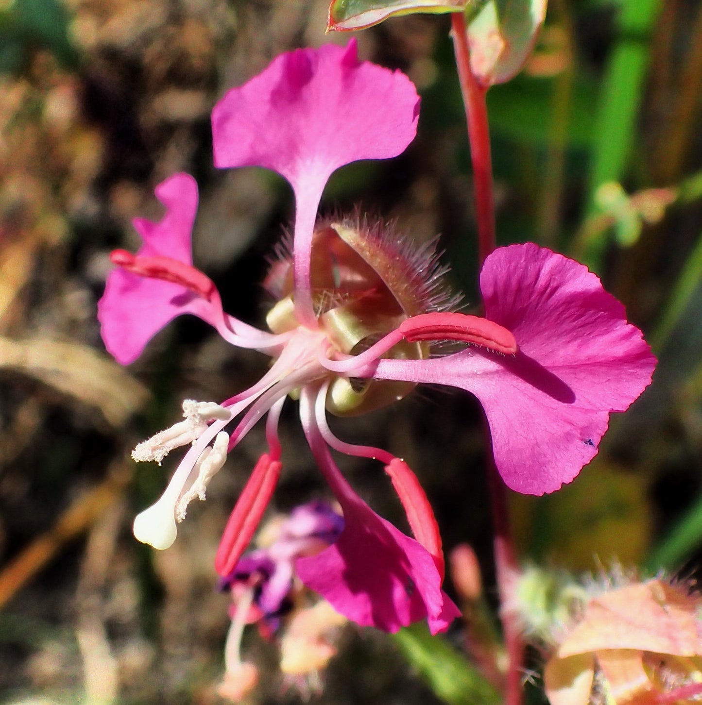 Elegant Clarkia Clarkia unguiculata 1000 seeds  USA Company