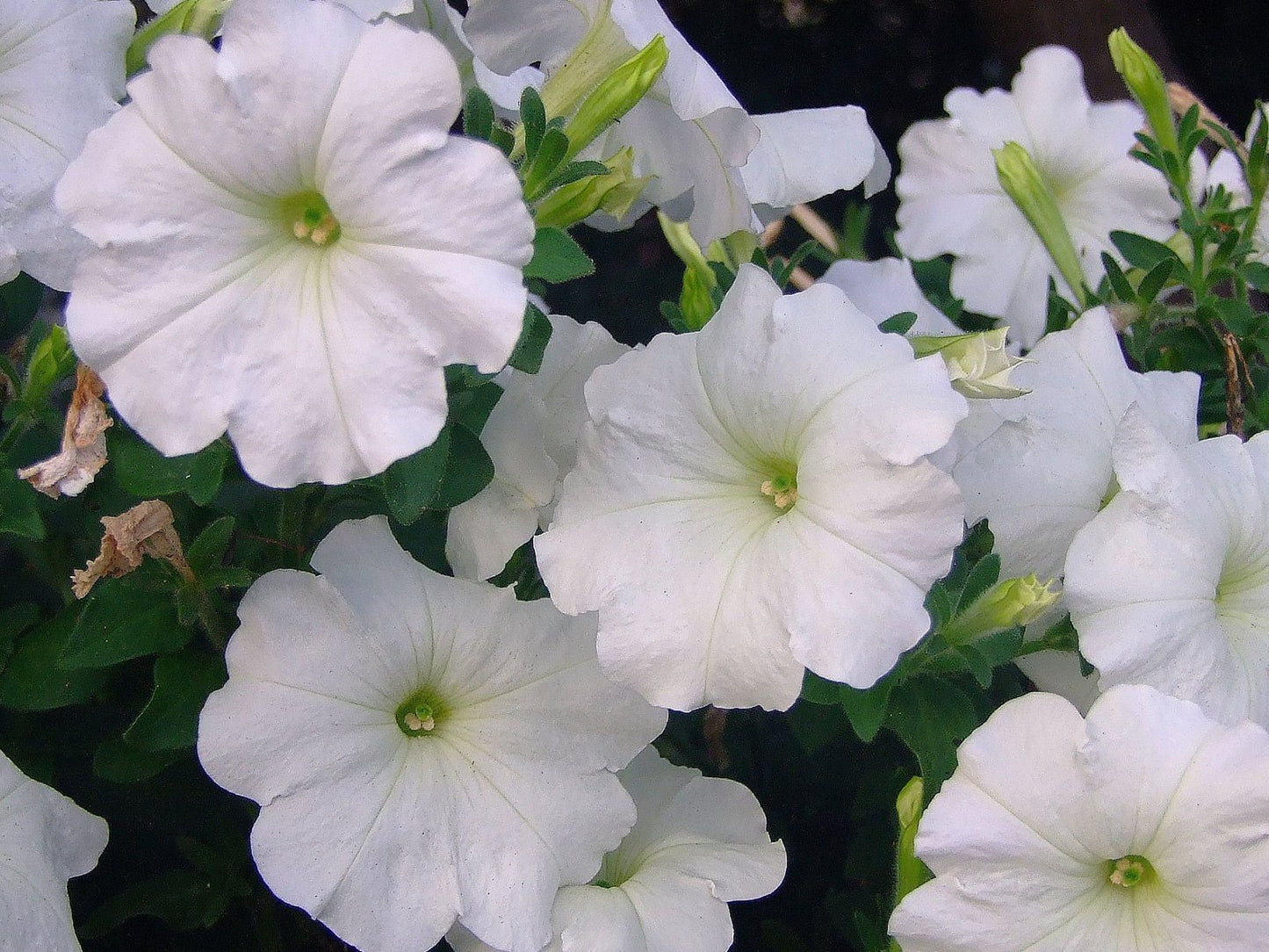 White Petunia 100 Seeds Petunia Grandiflora