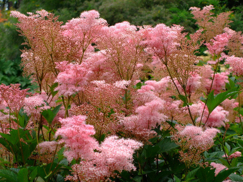 Queen of the Prairie 100 Seeds Filipendula rubra
