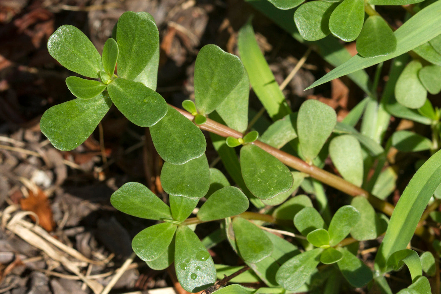 Purslane Portulaca oleracea 500 Seeds  USA Company