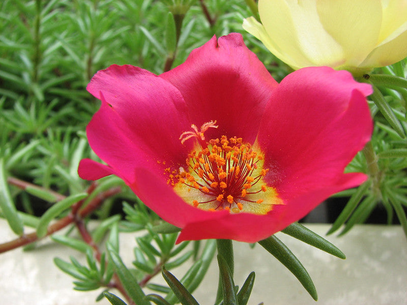 Moss Rose Portulaca grandiflora 500 Seeds   USA Company