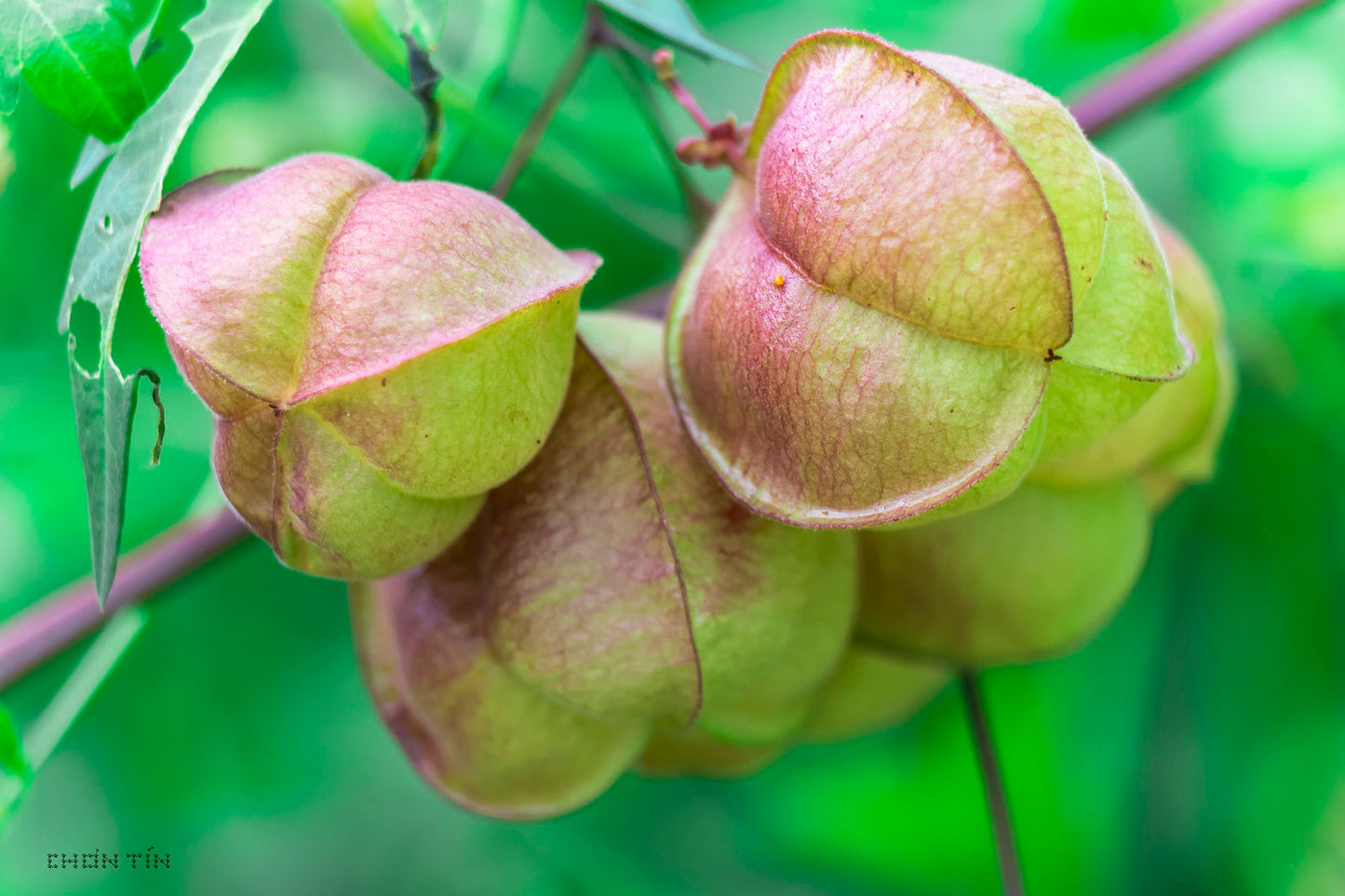 Balloon Vine Love in a Puff Cardiospermum halicacabum 100 Seeds  USA Company