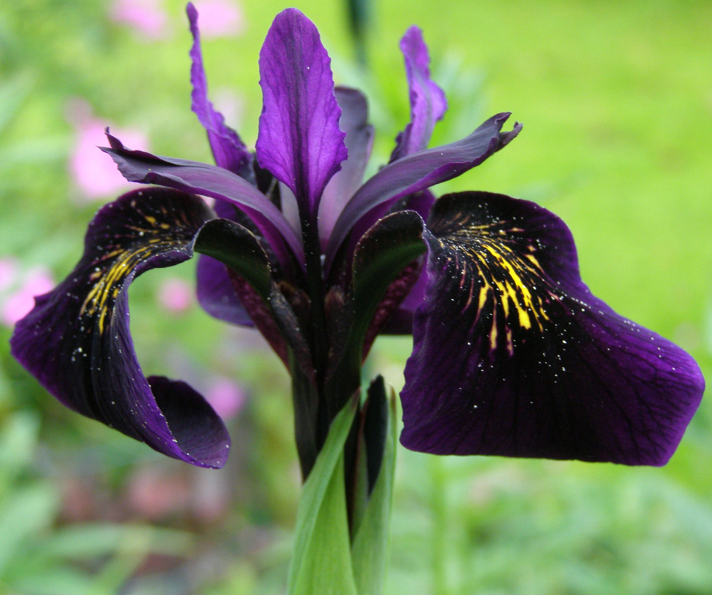 Black Iris 25 Seeds Iris chrysographes