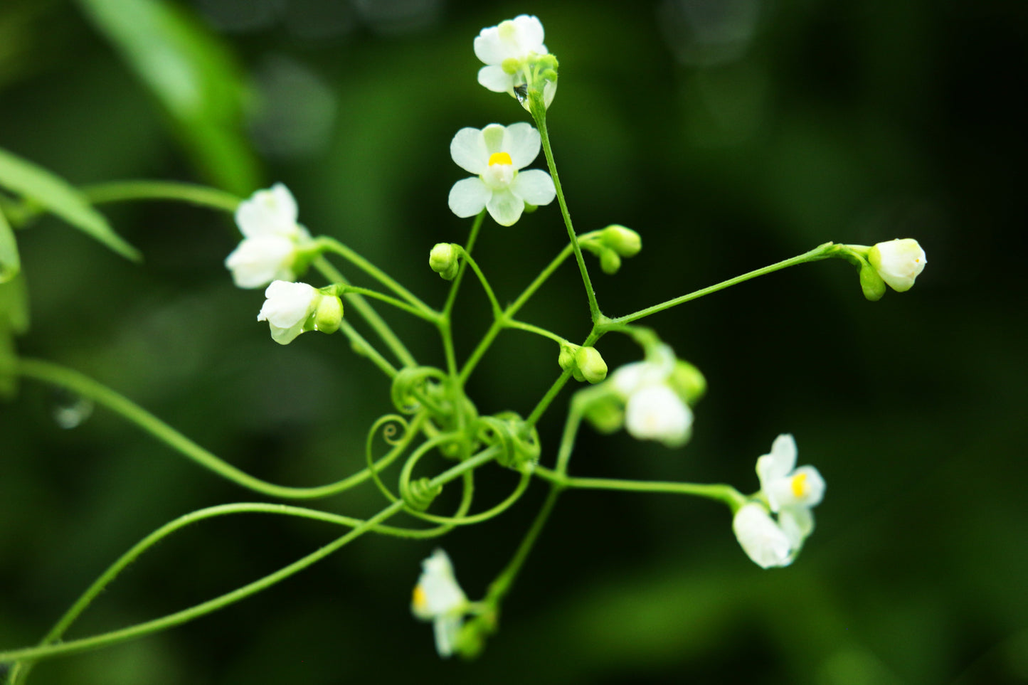 Balloon Vine Love in a Puff Cardiospermum halicacabum 100 Seeds  USA Company