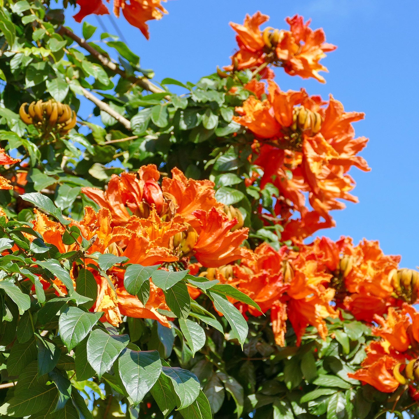 African Tulip Tree Spathodea campanulata 100 Seeds  USA Company