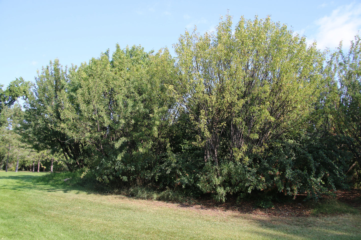 Siberian Pea Tree  Caragana arborescens  500 Seeds  USA Company