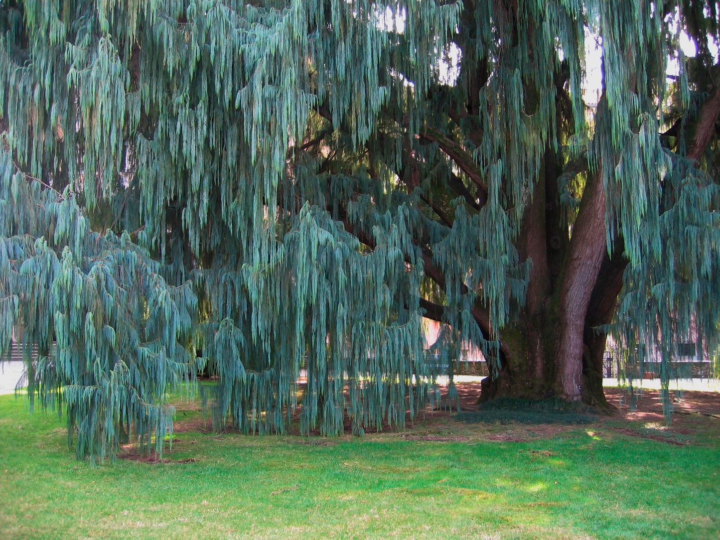 Kashmir Cypress Cupressus cashmeriana 100 Seeds  USA Company