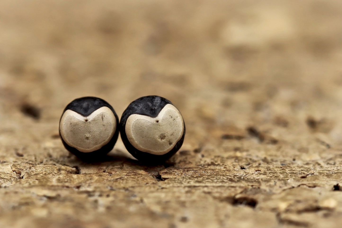 Balloon Vine 10 Seeds Cardiospermum halicacabum