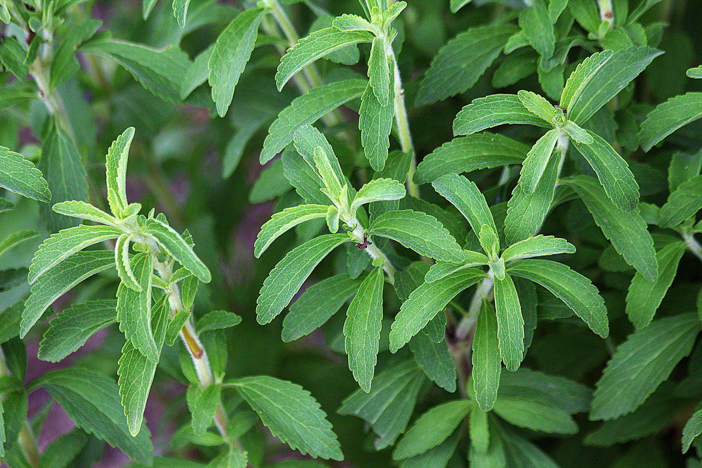 Stevia Sweetleaf Stevia rebaudiana 100 Seeds  USA Company