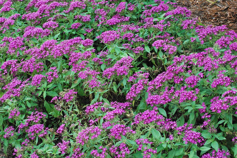 Purple Pentas Star Flower Pentas lanceolata 25 Seeds