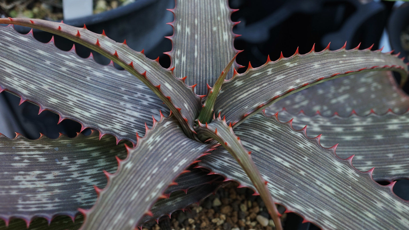 aloe vera plant with stripes Striped Aloe 100 Seeds Aloe branddraaiensis – R&B Floridaseeds