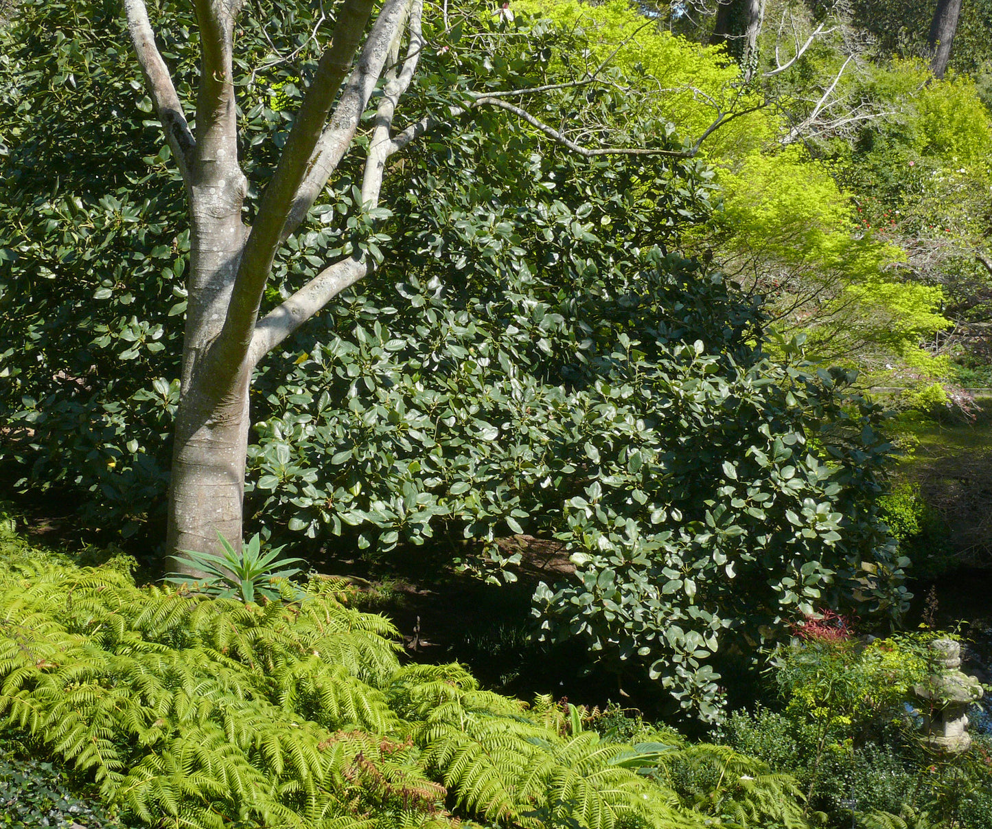 Chinese Evergreen Magnolia 5 Seeds Magnolia delavayi