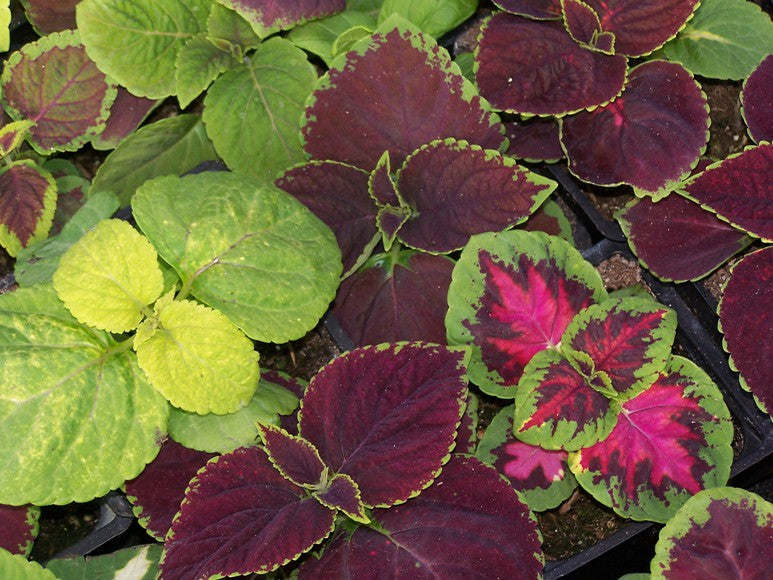 Rainbow Coleus Mix 100 Seeds Coleus scutellarioides