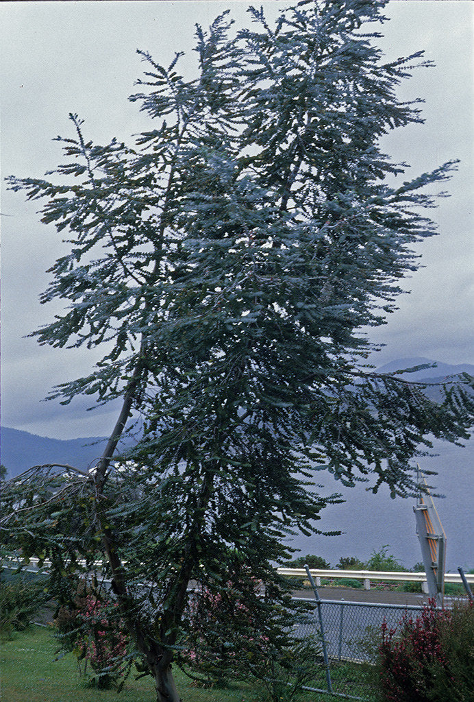 Silver-Leaved Mountain Gum Eucalyptus pulverulenta 100 Seeds