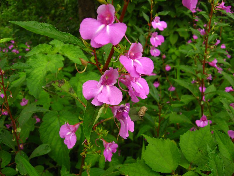 Garden Balsam 400 Seeds Impatiens balsamina