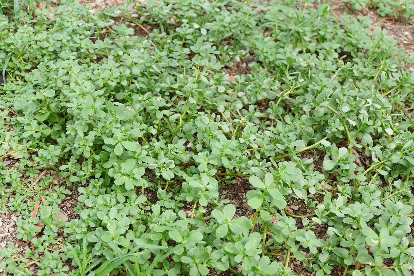 Purslane Portulaca oleracea 500 Seeds  USA Company