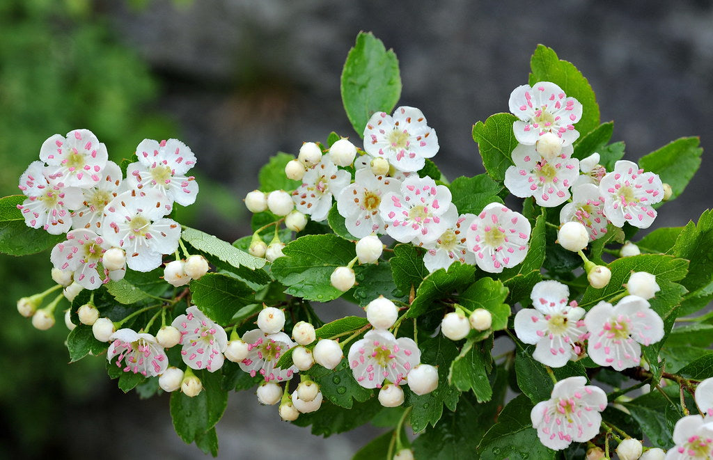 Mayflower  Midland Hawthorn  Crataegus laevigata  50 Seeds  USA Company