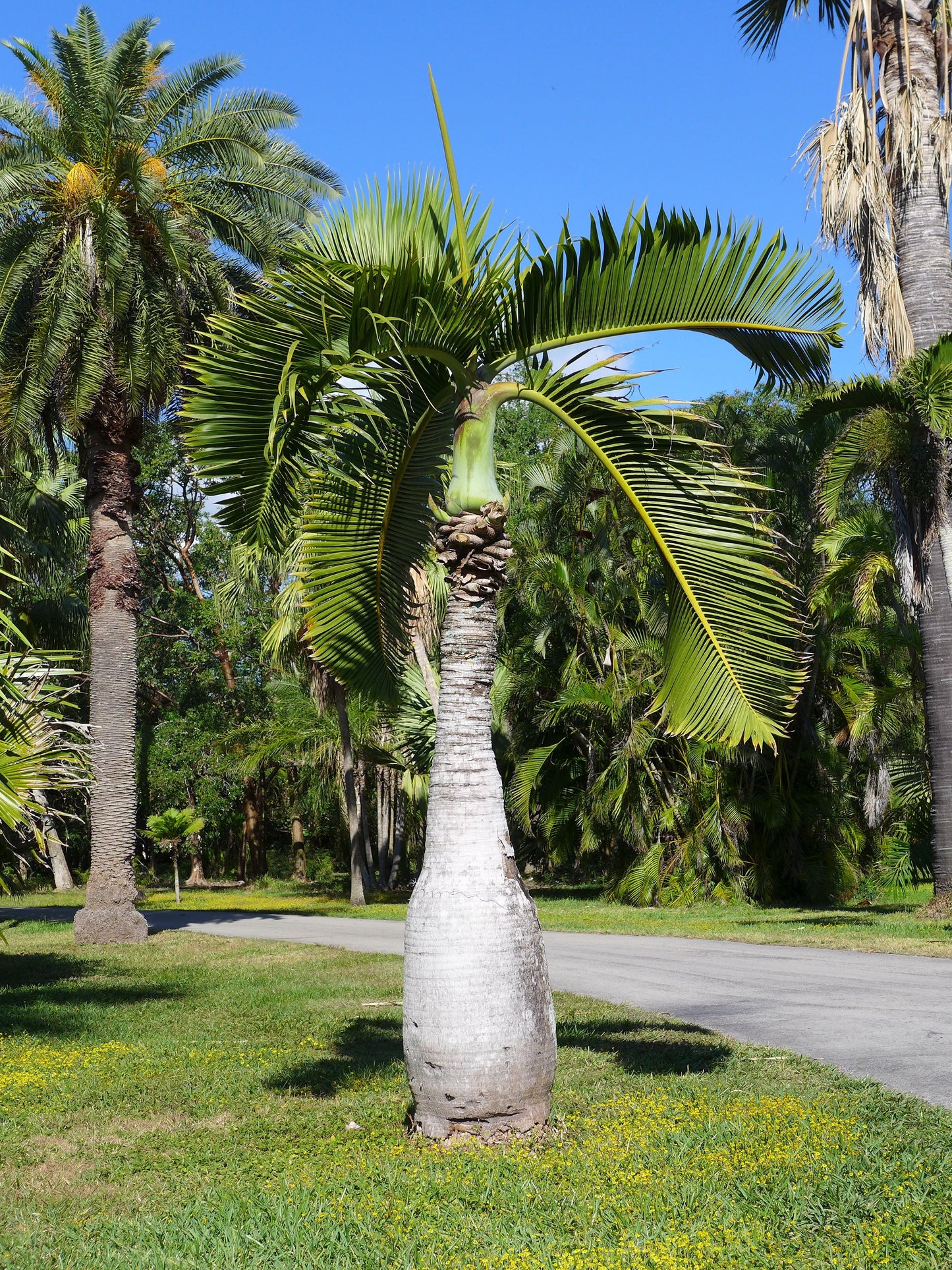 Bottle Palm Hyophorbe lagenicaulis 10 Seeds  USA Company