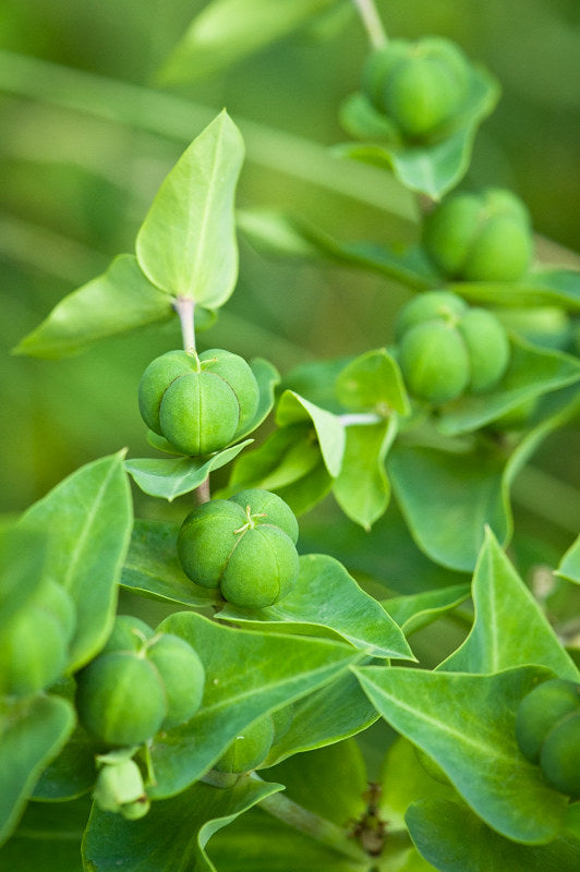 Caper Spurge Euphorbia lathyris 10 Seeds  USA Company