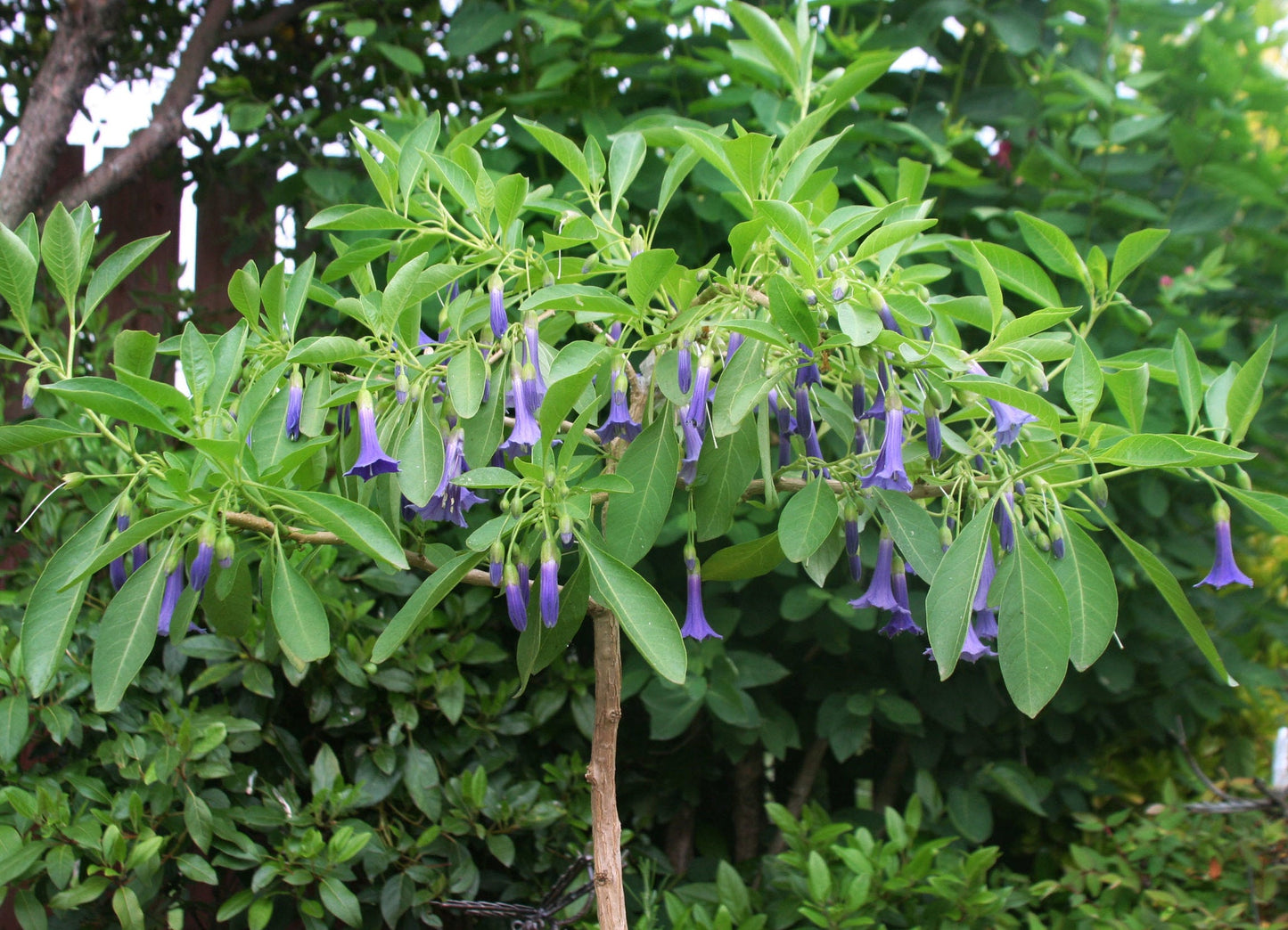 Blue Angels Trumpet Acnistus australis 50 Seeds