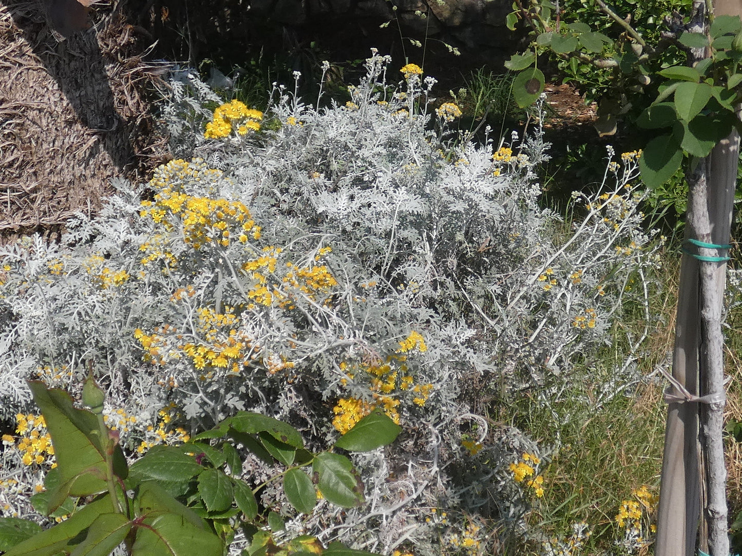 Dusty Miller 100 Seeds Senecio maritimus