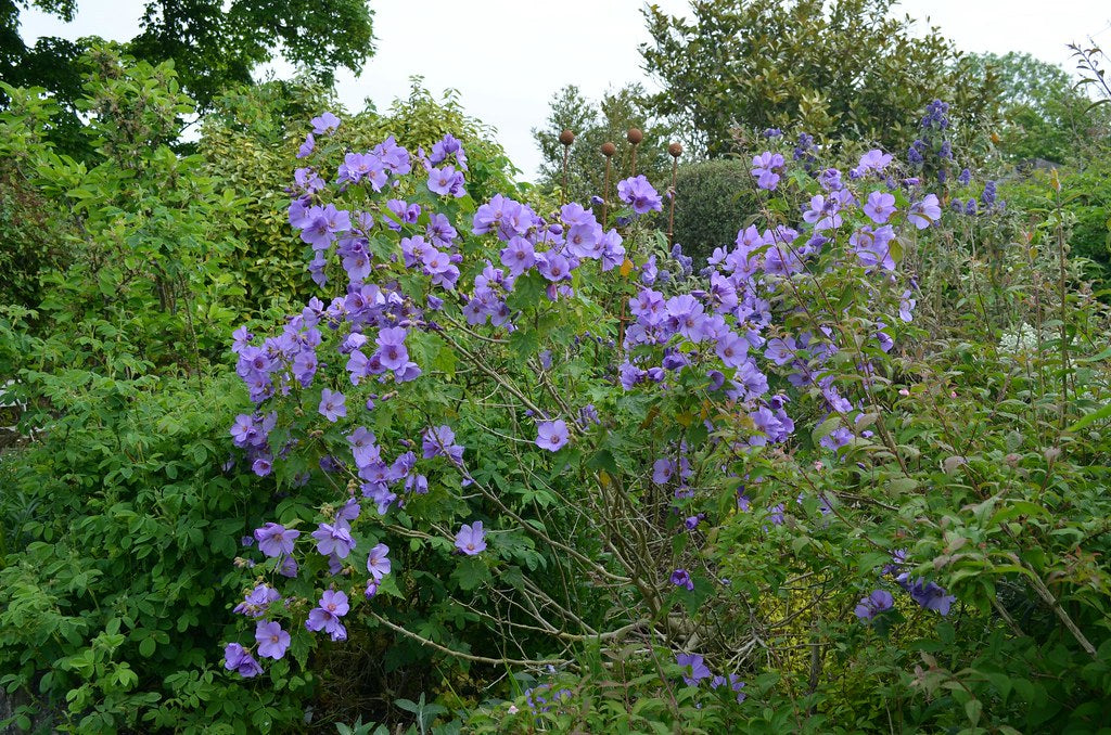 Lavender Flowering Maple Abutilon vitifolium 20 Seeds   USA Company
