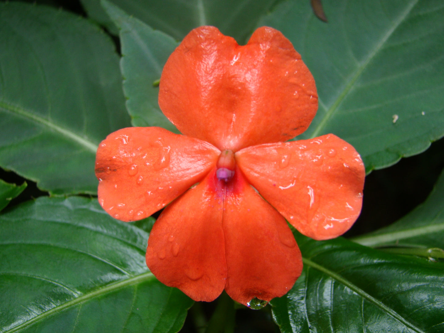 Orange Impatiens 75 Seeds Impatiens walleriana