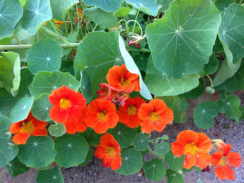 Orange Nasturtium 20 Seeds Tropaeolum majus