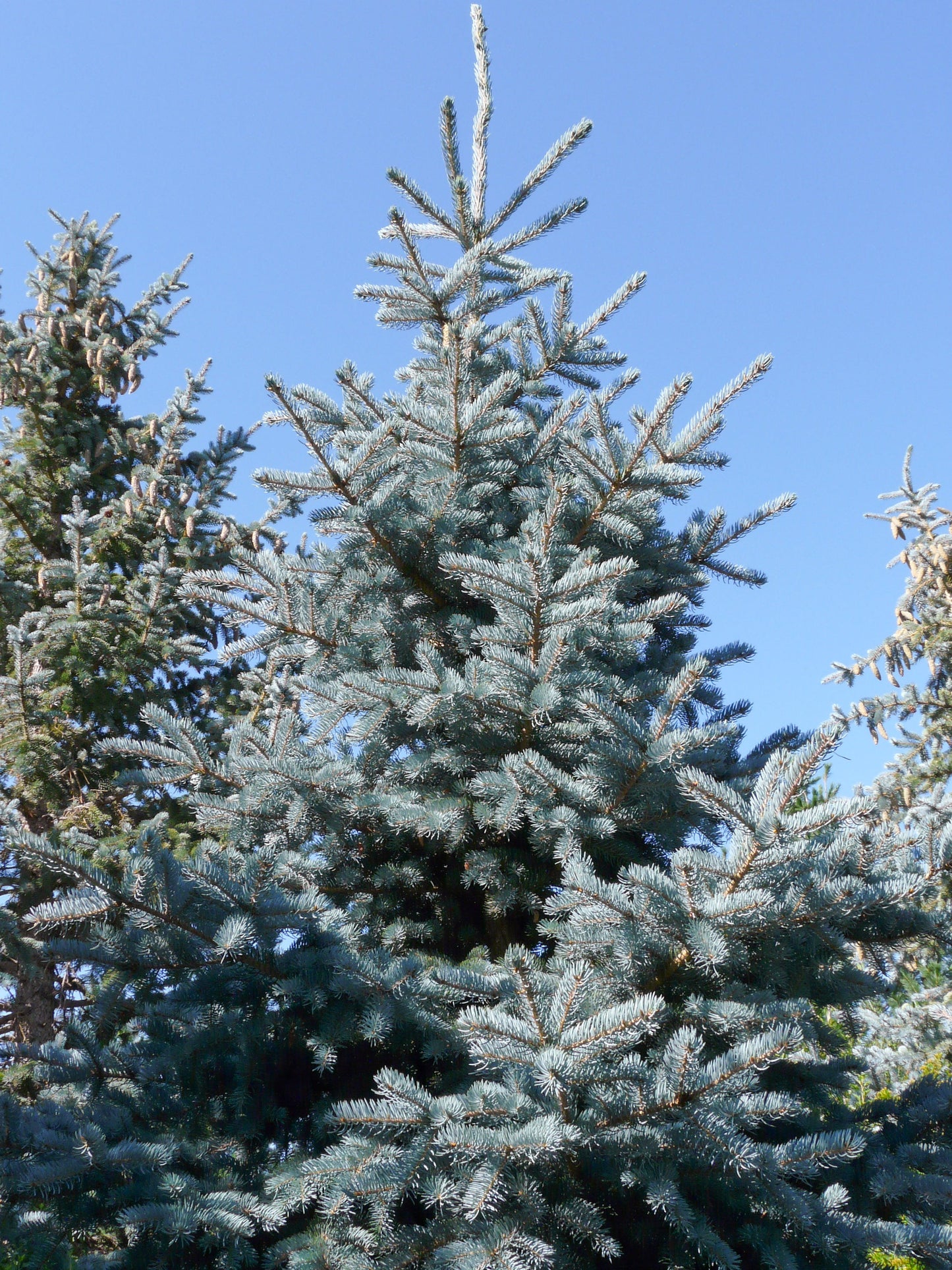 Blue Spruce Picea pungens 100 Seeds  USA Company