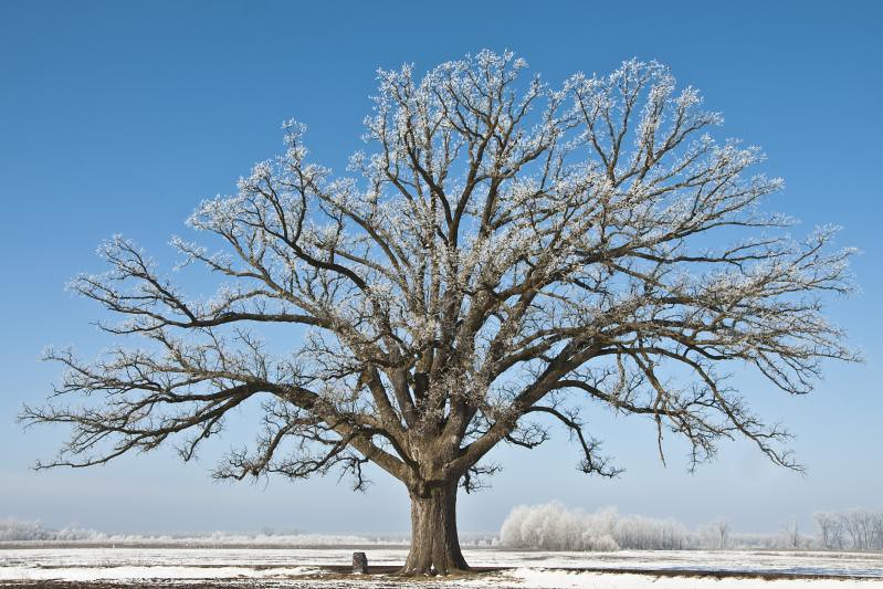 Bur Oak 5 Seeds Mossycup Oak Quercus macrocarpa