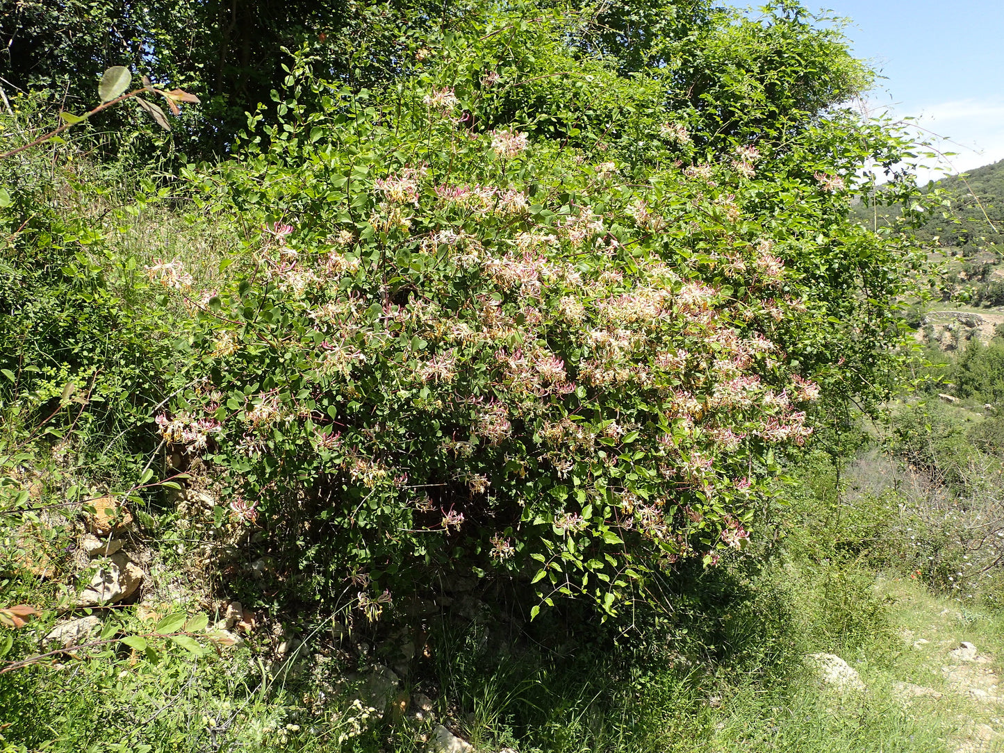 Mediterranean Honeysuckle 10 Seeds Lonicera etrusca